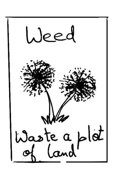 Weed